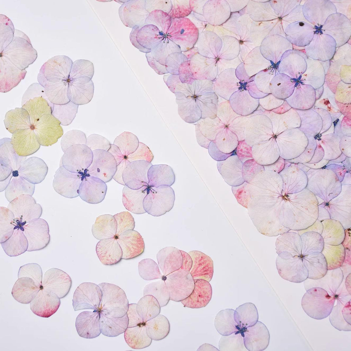12 PC Mixed Color Pressed Hydrangea Flowers, Resin Crafts
