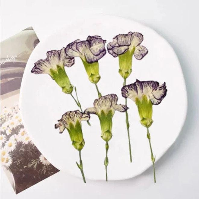 Purple Pressed Carnation Flowers - 6 PCS Dried Flower Stems
