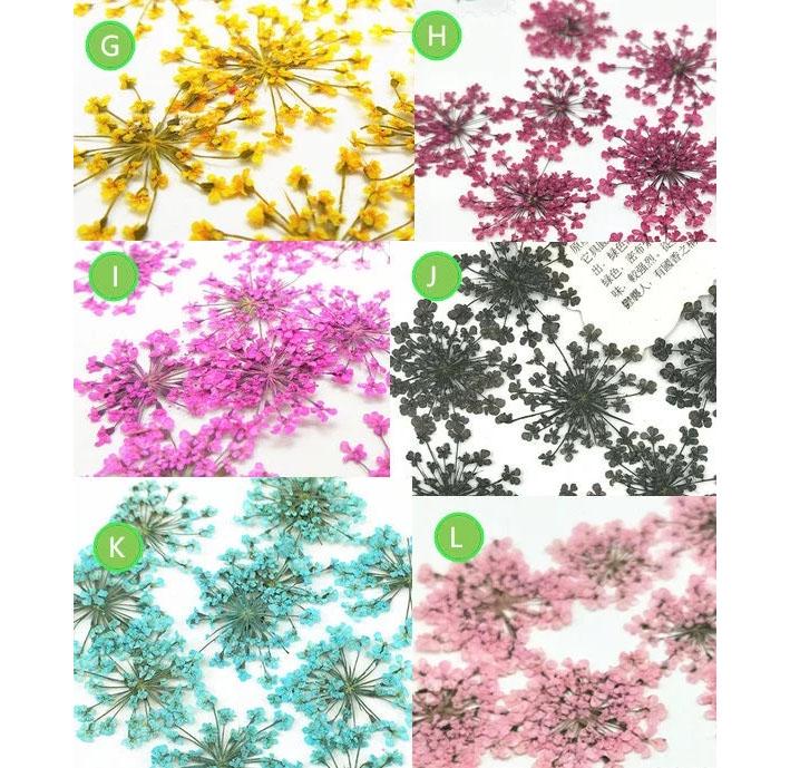 Set of 10 PCS, dried flower, dried flower,Pressed Flat Flowers,embossed plant specimen,dried flower petals,dry Lace flower (1.5-2.5cm)