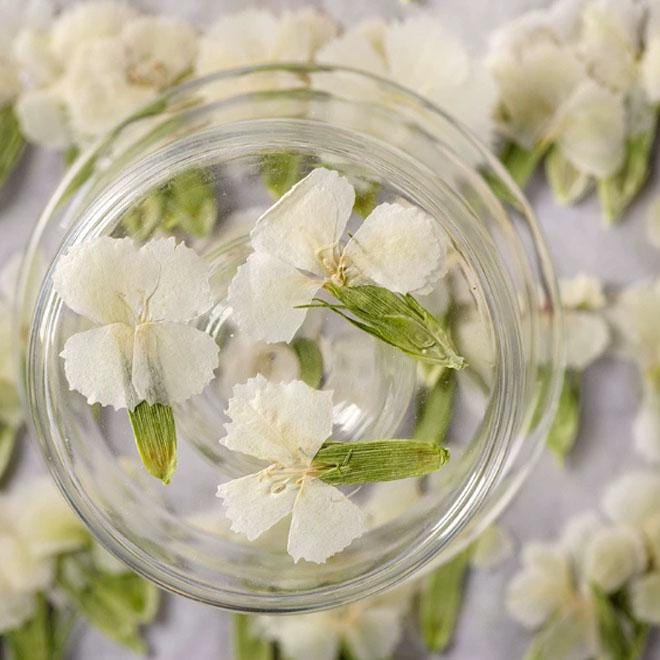 Pressed Flowers,white Pressed Flowers 12 PCS/Pack,Dried flower Flower,Dry Flat Rice white carnations Flower Preserved Wild Dried flower