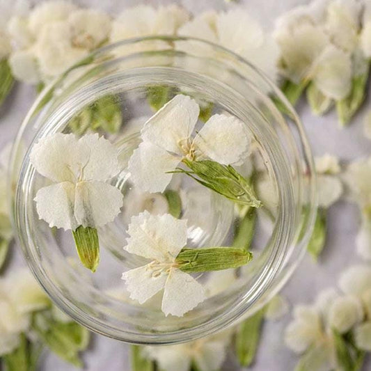 Pressed Flowers,white Pressed Flowers 12 PCS/Pack,Dried flower Flower,Dry Flat Rice white carnations Flower Preserved Wild Dried flower