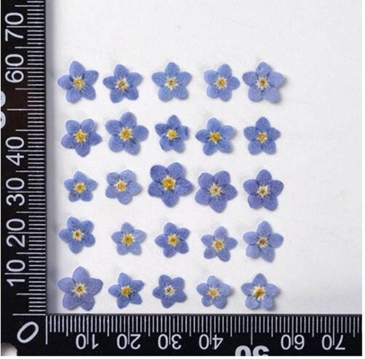 Set of 20 PCS,Pressed forget me nots,Blue forget me nots dried flower,Pressed Flat Flowers,dried flower petals,Small dried blue flowers