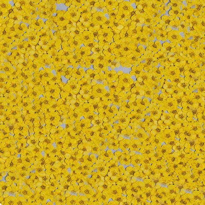 pressed flowers,yellow pressed flowers,20 PCS/Pack, Small Nail Dried Flower, yellow Dried flower,Small Narcissus yellow flower（0.5-0.8cm)