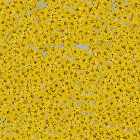 pressed flowers,yellow pressed flowers,20 PCS/Pack, Small Nail Dried Flower, yellow Dried flower,Small Narcissus yellow flower（0.5-0.8cm)
