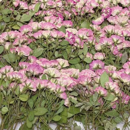 Pressed Pink & Purple Rose Stems: Tiny Dried Flowers (6 PCS/Pack)