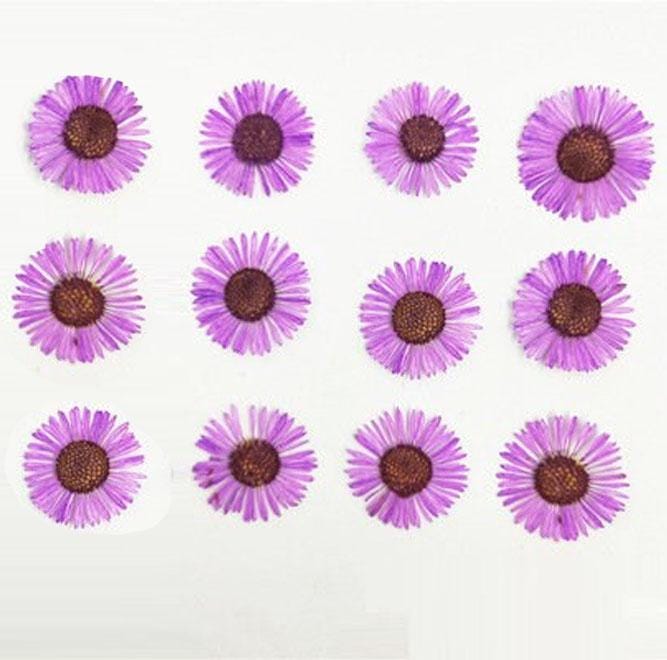 Purple Pressed Needle Chrysanthemum Flowers - 12 PCS Dry Flower Pack