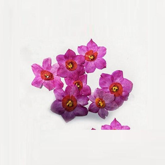 Pressed Dark Purple-Red Flowers: Real Dried Flowers, 6 PCS