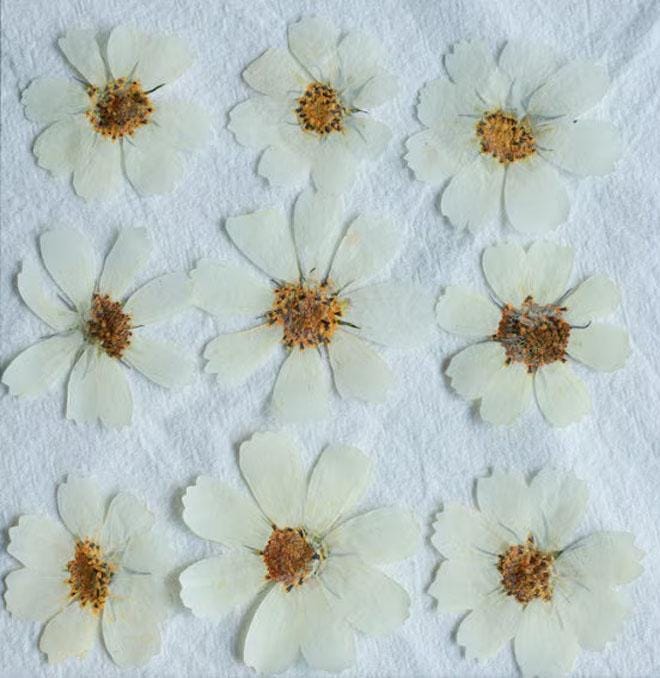 Brown White Pressed Flat Flowers,6 PCS/Pack,Galsang flower pressed flower,Pressed Dry flower Large White Dried flowers  (6-10cm)