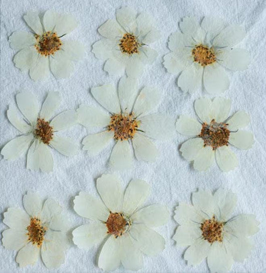 Brown White Pressed Flat Flowers,6 PCS/Pack,Galsang flower pressed flower,Pressed Dry flower Large White Dried flowers  (6-10cm)
