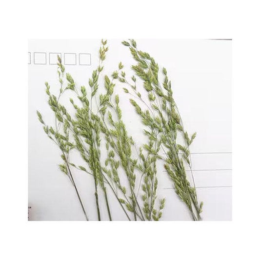 Pressed Dried Grass: Natural Assortment for Resin Crafts (12 PCS)