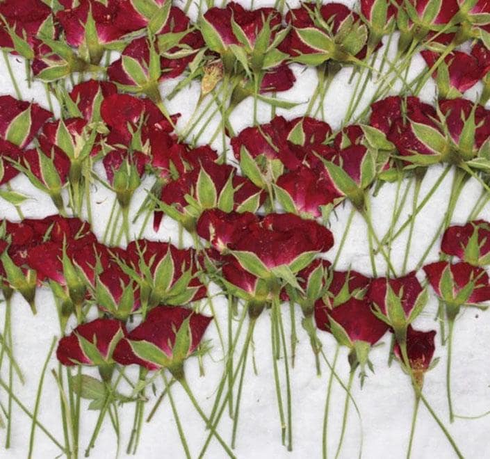 10PCS Dried Pressed Red Rose Buds: Tiny Real Flower Stems