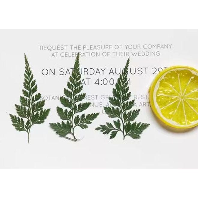 Pressed Leaves A Pack of 8 PCS ,Pressed Green Leaves flower ferns green leaves Floral real leaf flower Greeny Foliage Stems