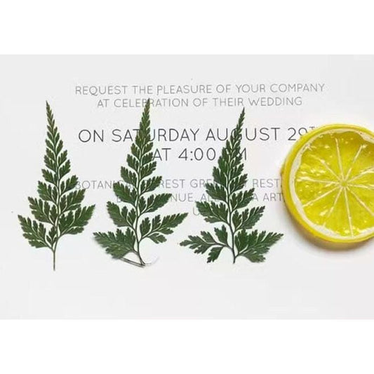 Pressed Leaves A Pack of 8 PCS ,Pressed Green Leaves flower ferns green leaves Floral real leaf flower Greeny Foliage Stems
