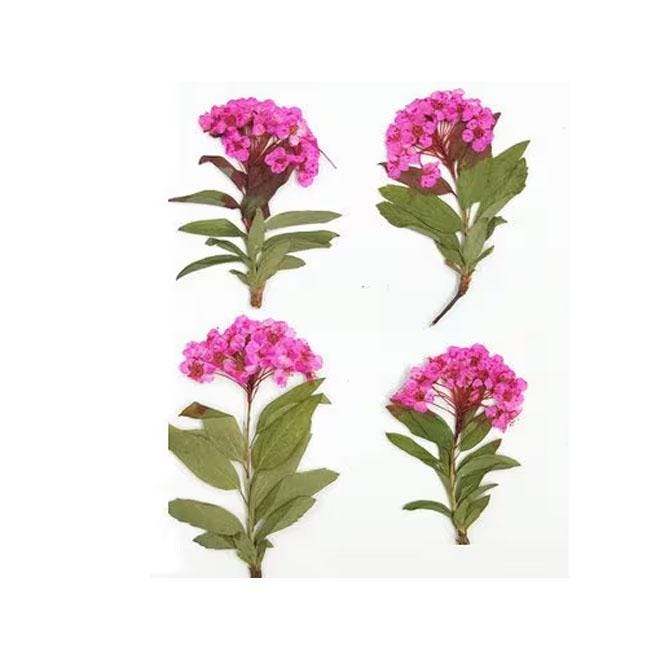 Dark Pink Pressed Flowers - Scrapbooking Art, Set of 6