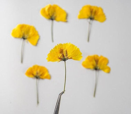 Pressed Flower,Yellow Cosmos sulphureus Pressed Flower,12 PCS/pack,Pressed Yellow Dried Flower,Pressed Flower Dry Natural Pressed Flowers