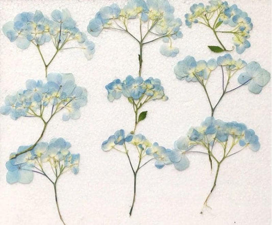 Pressed Hydrangea Flowers, Blue Purple Stems, Resin Crafts (6 PCS/Pack)