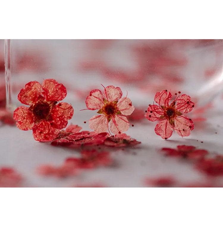 Red Pressed Flowers: Small Narcissus for Resin Art, Crafts (20 PCS)