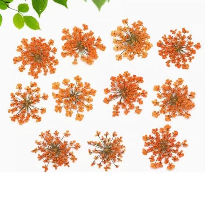 Orange Dried Lace Flowers - Pressed Floral Embellishments (10 PCS)