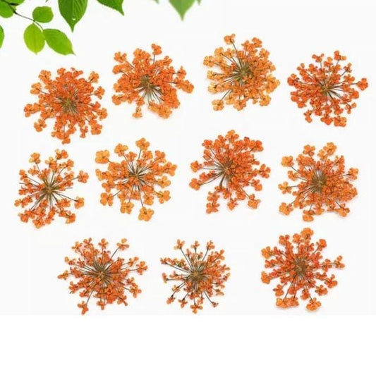 Orange Dried Lace Flowers - Pressed Floral Embellishments (10 PCS)