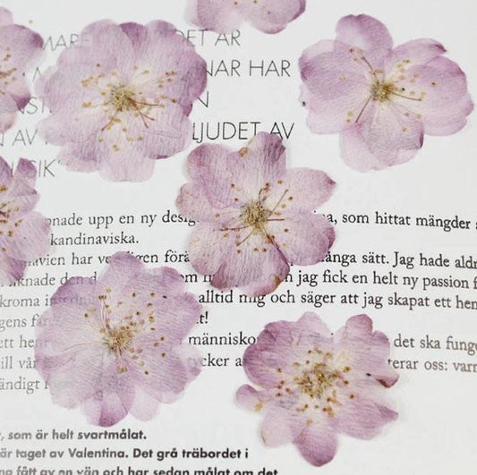 Pressed Flower,Begonia Dried Flowers 8 PCS/Pack , Purple Flat Dry Flowers Bulk,Floral,dry flowers,pink purple Begonia flower Dried flowers