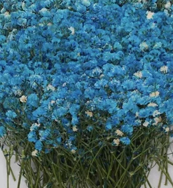 pressed flower,Wedding Flowers Invitaion,blue Baby's Breath Dried Pressed Flowers,8 PCS/Pack,pressed flowers,Orange,purple,green dry flower