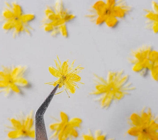 Yellow Pressed Flowers, Symplocos Paniculata, Dried Flower Petals (12 PCS)