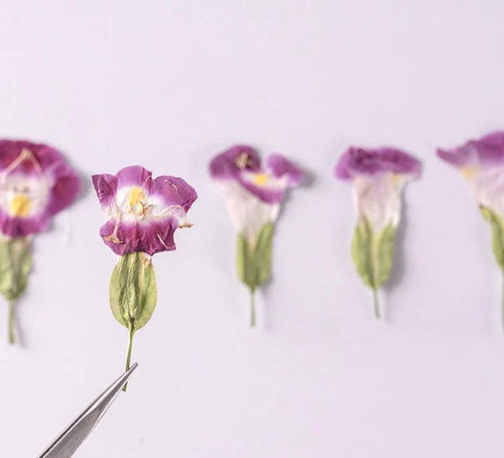 Rose Color Pressed Summer Viola Flowers - 12 PCS Bulk