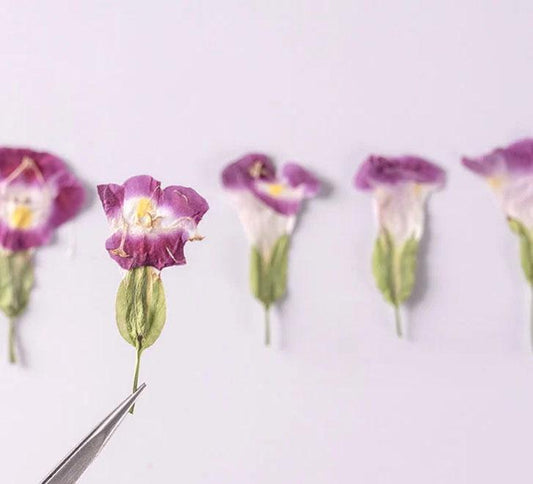 Rose Color Pressed Summer Viola Flowers - 12 PCS Bulk