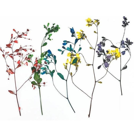 10 PCS Pressed Dried Flowers: Colorful Flat Flower Stems (7-10CM)