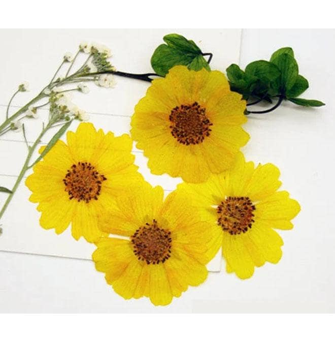 12 PCS Pressed Chrysanthemum Flowers: Real Dried Floral Petals