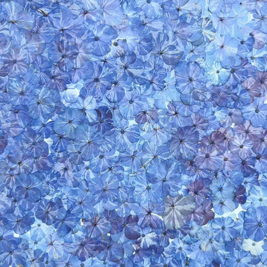Set of 10 Pressed Hydrangea Flowers, Bright Blue Dried Petals (1-2cm)