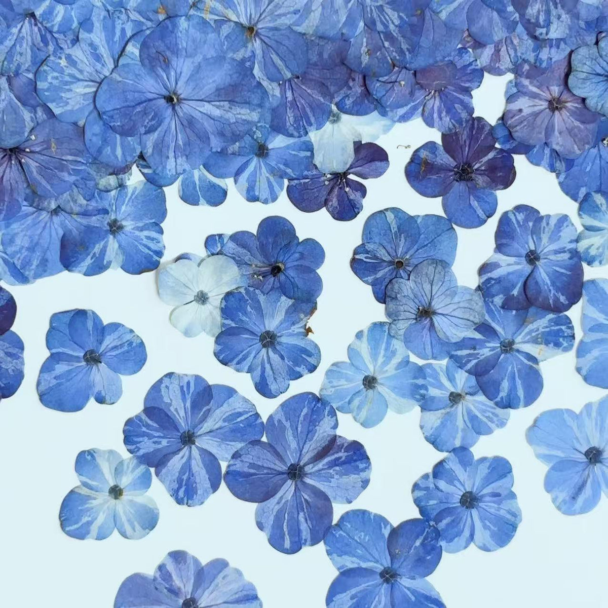 Set of 10 Pressed Hydrangea Flowers, Bright Blue Dried Petals (1-2cm)