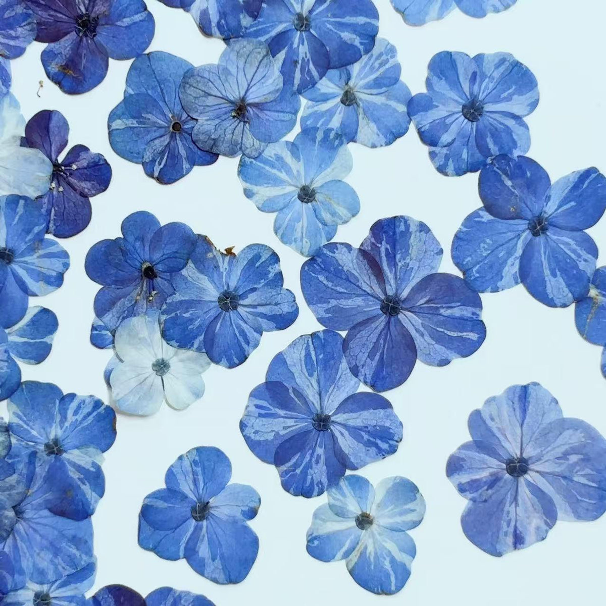 Set of 10 Pressed Hydrangea Flowers, Bright Blue Dried Petals (1-2cm)