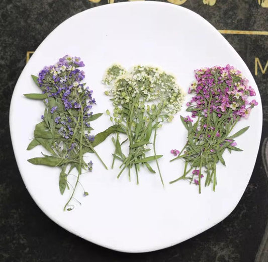 White Pressed Alyssum Flowers: Set of 12 Dried Flower Stems