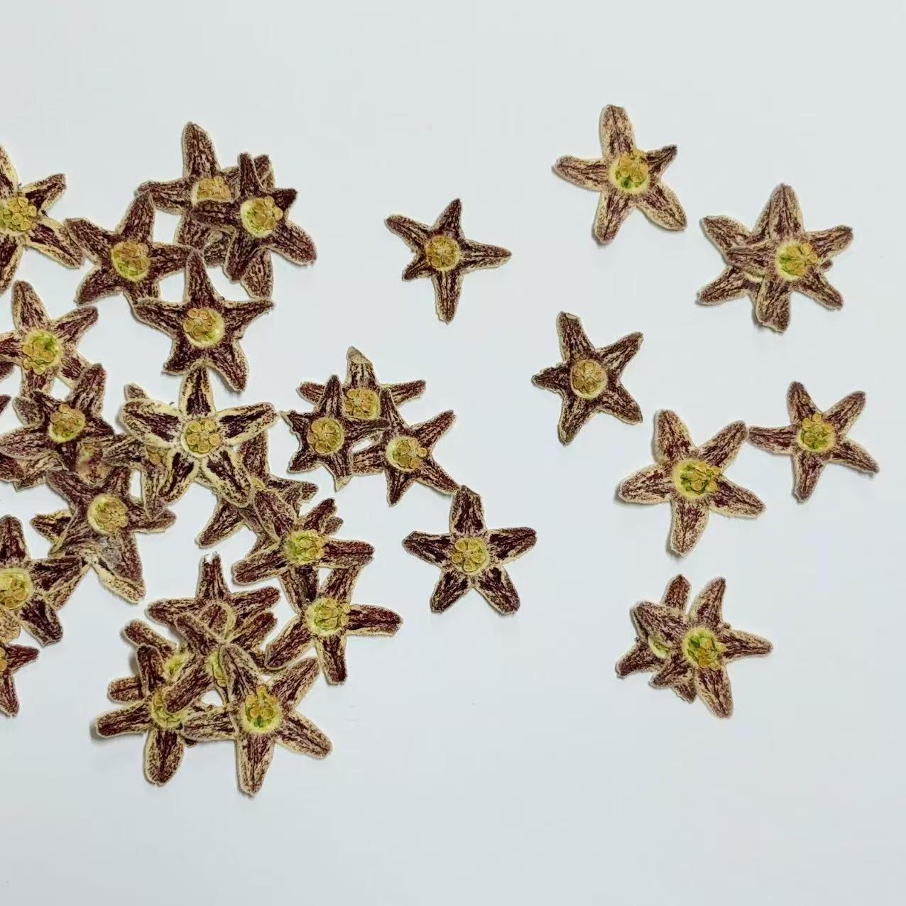 10 Starfish Pressed Flowers, Real Dried Flat Flowers (1-1.5cm)