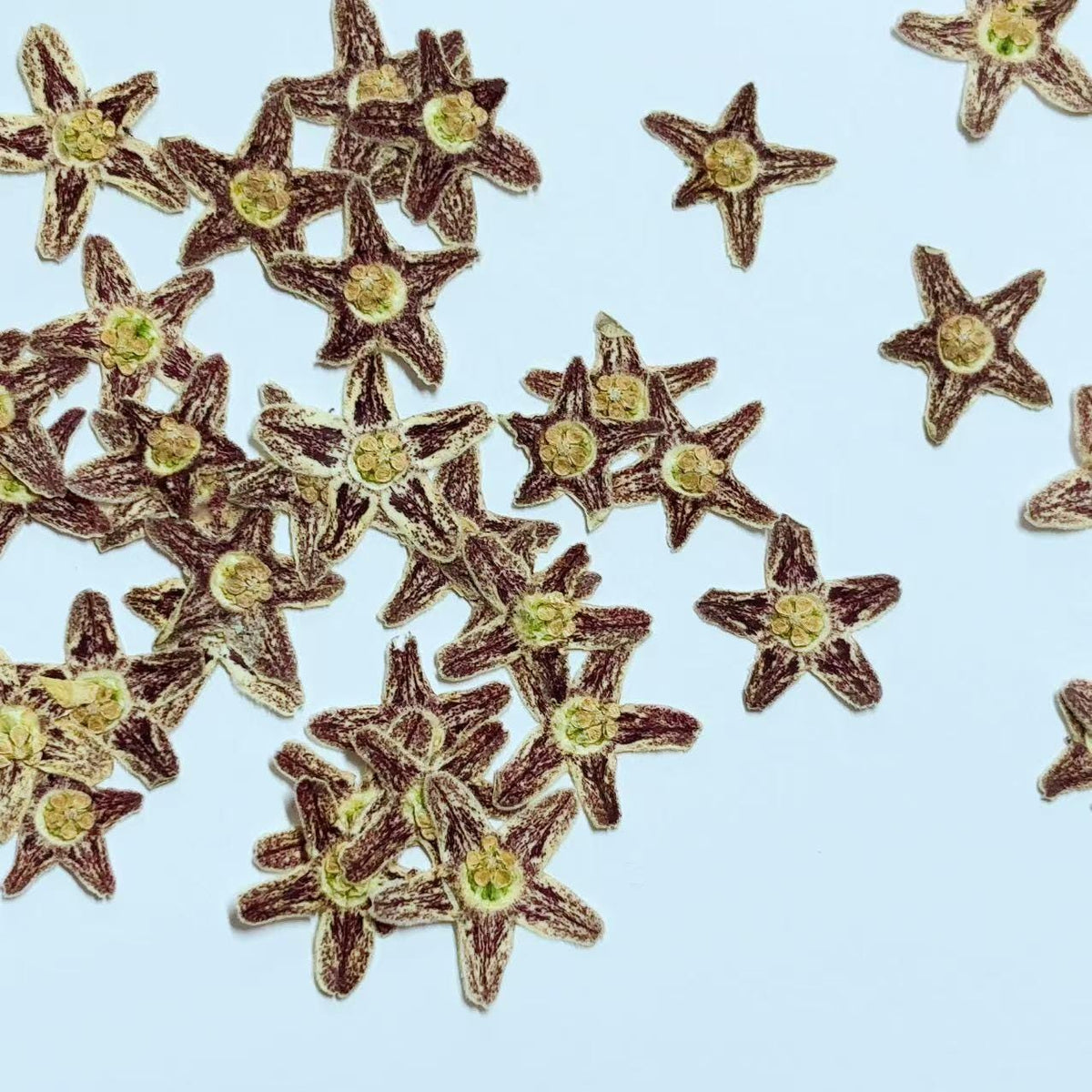10 Starfish Pressed Flowers, Real Dried Flat Flowers (1-1.5cm)