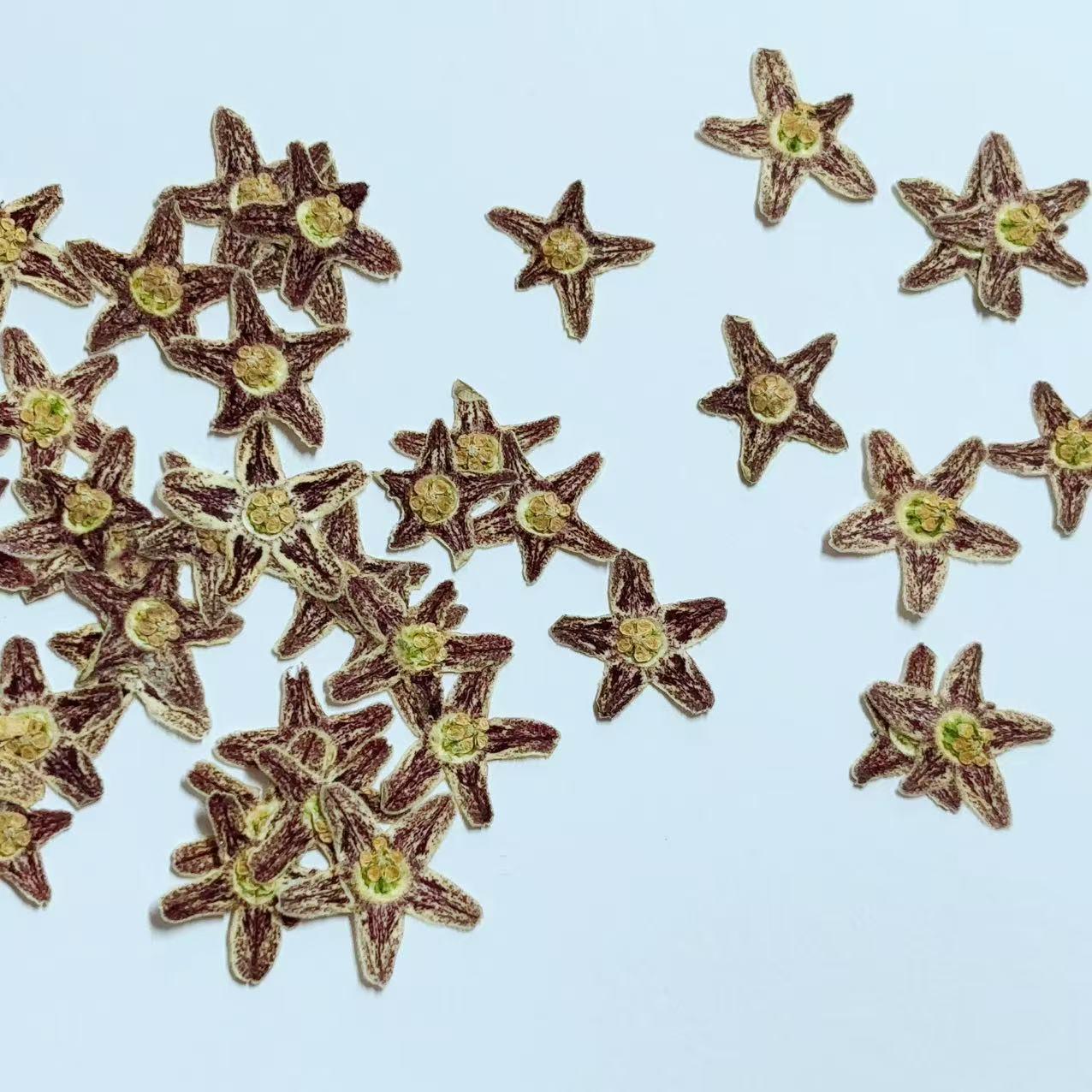 10 Starfish Pressed Flowers, Real Dried Flat Flowers (1-1.5cm)