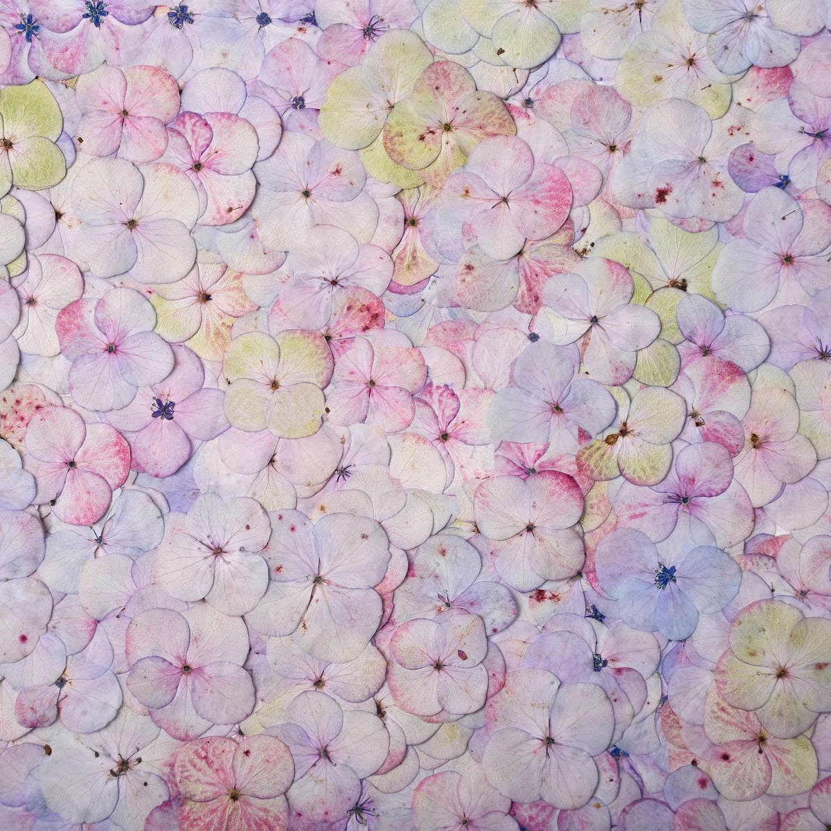 12 PC Mixed Color Pressed Hydrangea Flowers, Resin Crafts