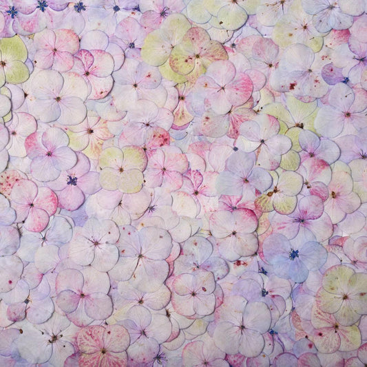 12 PC Mixed Color Pressed Hydrangea Flowers, Resin Crafts