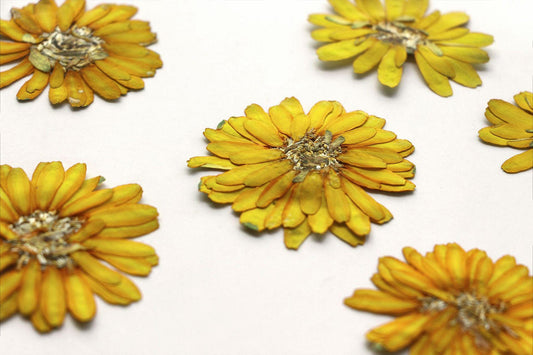 6 PCS Yellow Pressed Flowers, Floral Art Supplies
