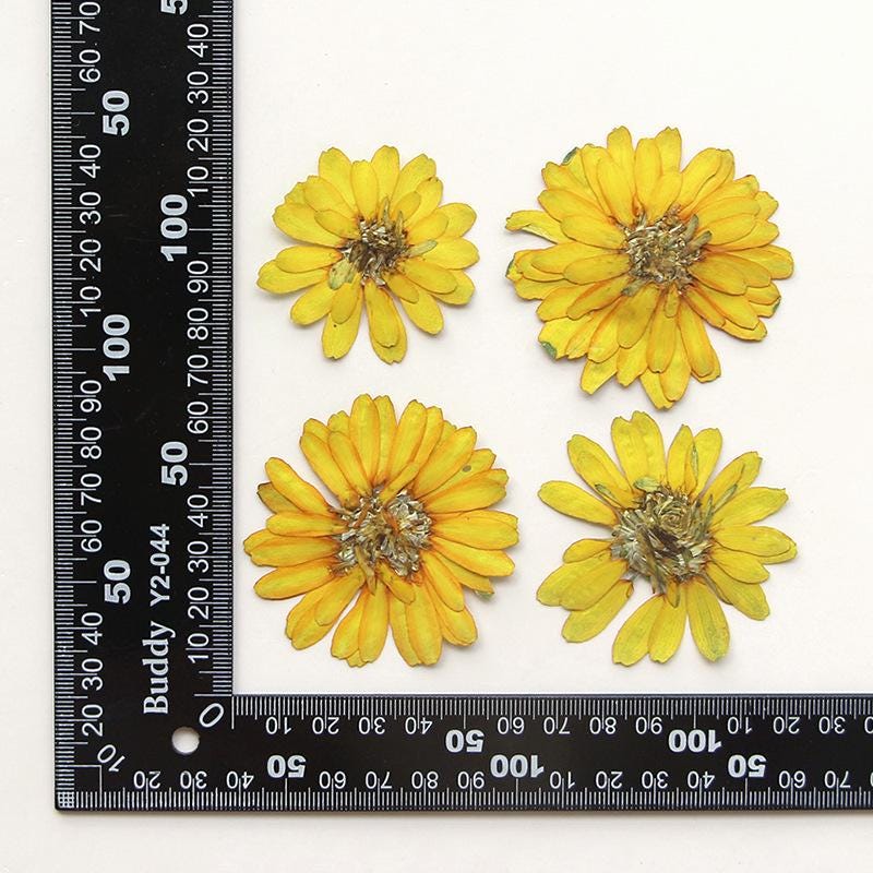 6 PCS Yellow Pressed Flowers, Floral Art Supplies