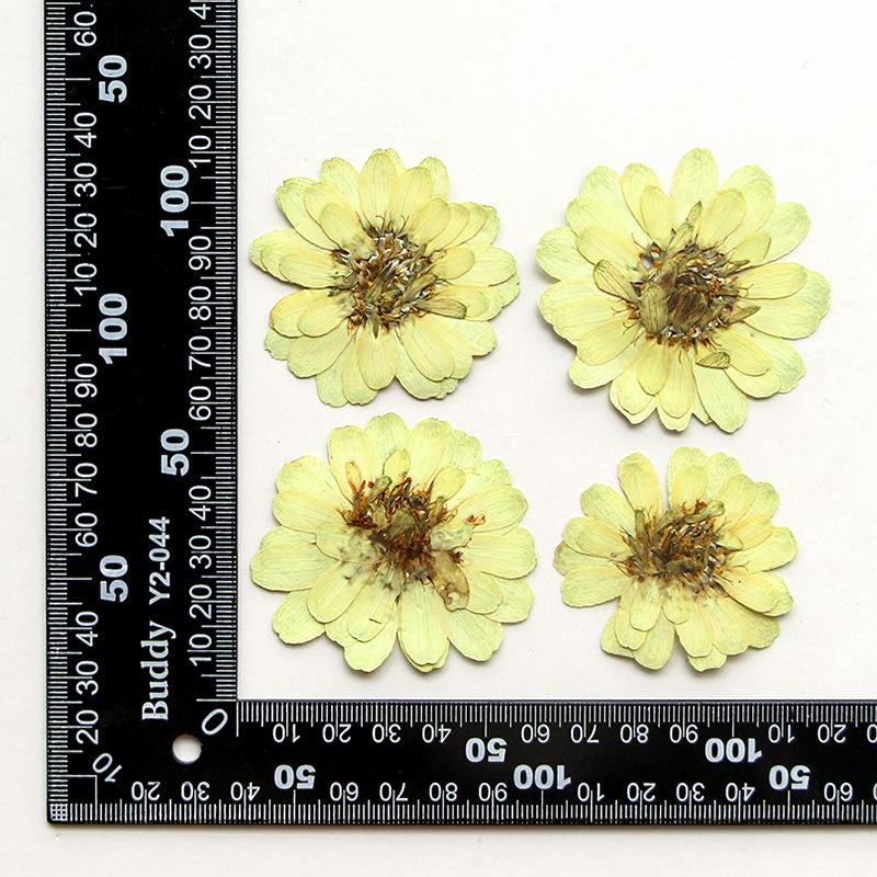 6 PCS Pressed Flowers, Dried Floral Embellishments
