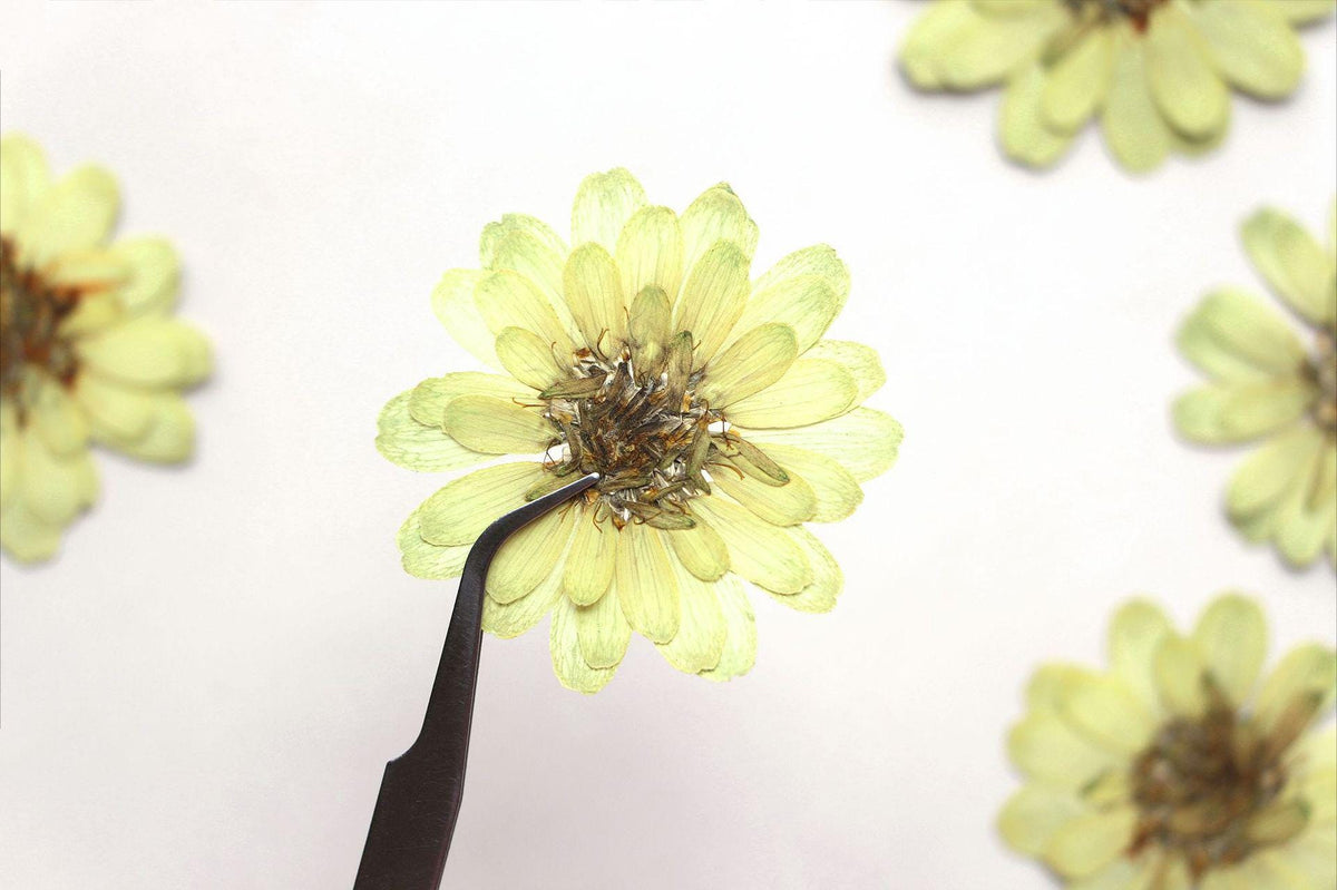 6 PCS Pressed Flowers, Dried Floral Embellishments