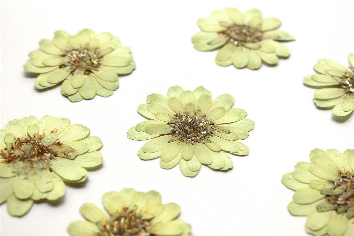 6 PCS Pressed Flowers, Dried Floral Embellishments