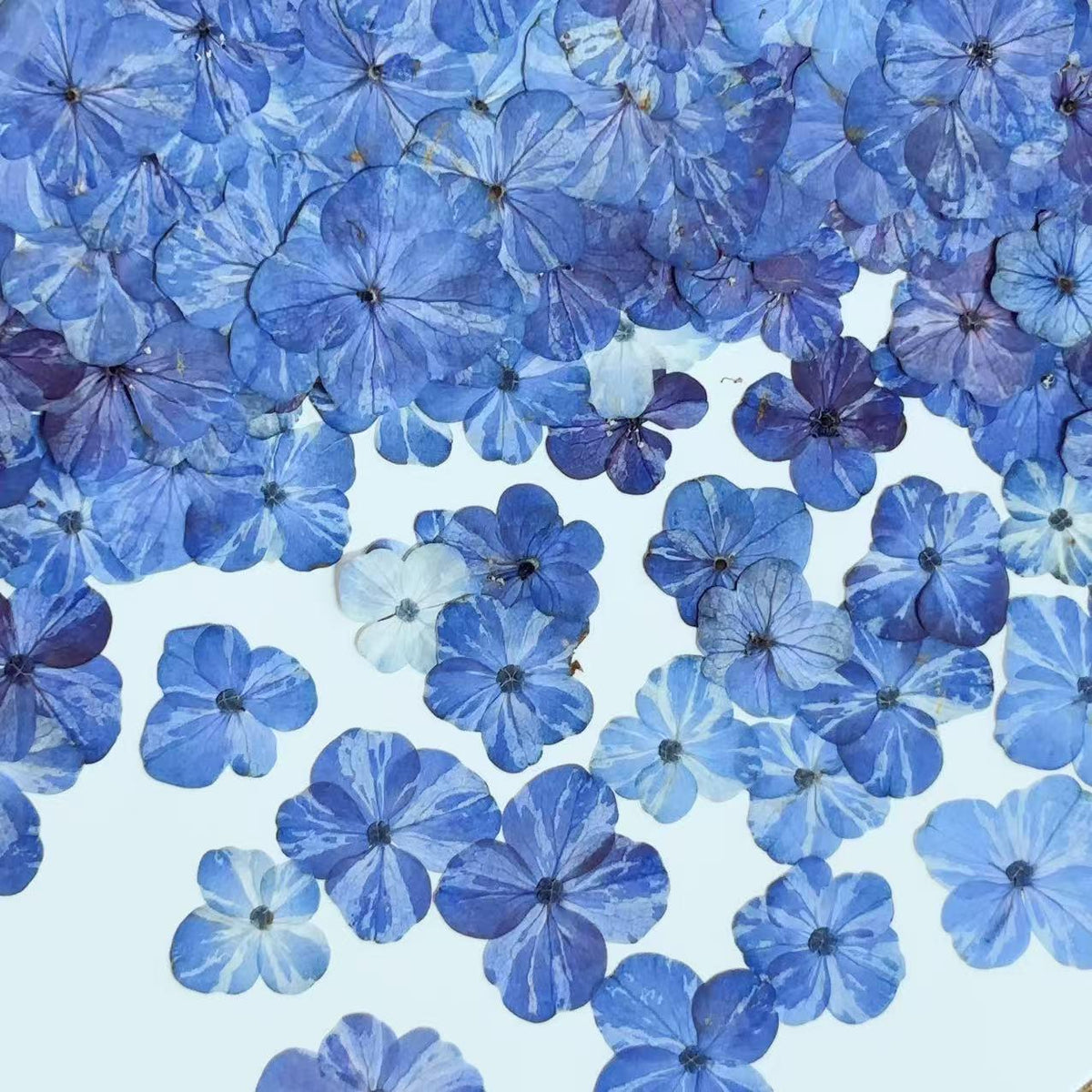 Set of 10 Pressed Hydrangea Flowers, Bright Blue Dried Petals (1-2cm)