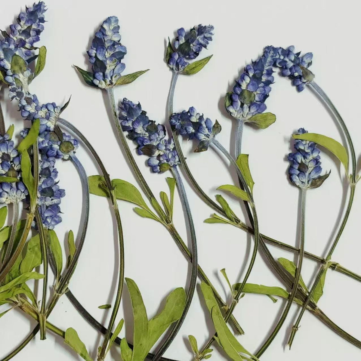 Blue Sage Pressed Flowers, Natural Floral, 10 PCS