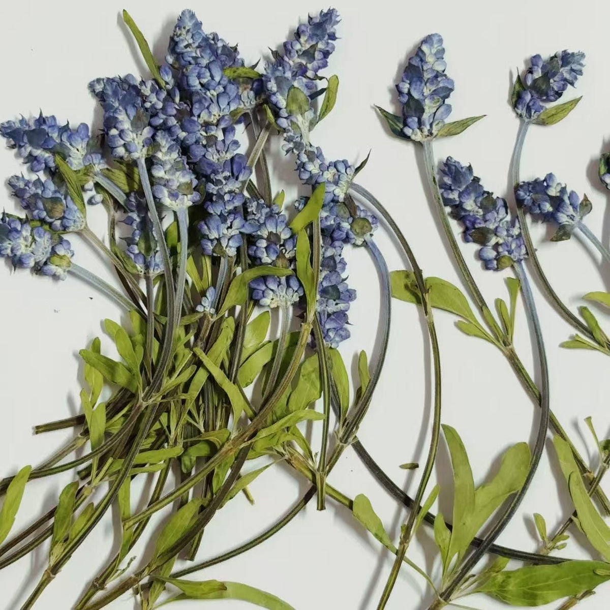 Blue Sage Pressed Flowers, Natural Floral, 10 PCS