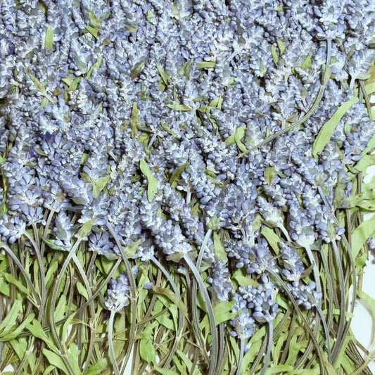 Blue Sage Pressed Flowers, Natural Floral, 10 PCS
