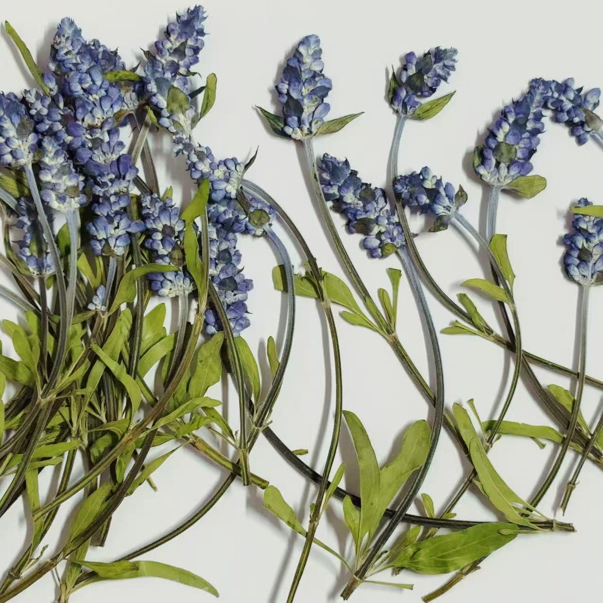 Blue Sage Pressed Flowers, Natural Floral, 10 PCS
