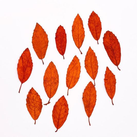 Pressed Chestnut leaves: Dried Floral Craft Supply (12PCS)